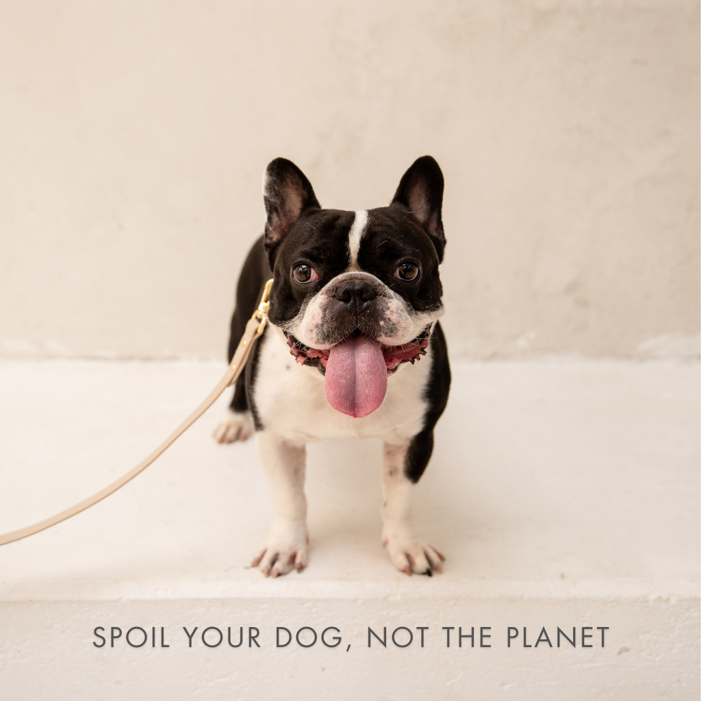 Air Tag Enabled - Leather Dog Collar
