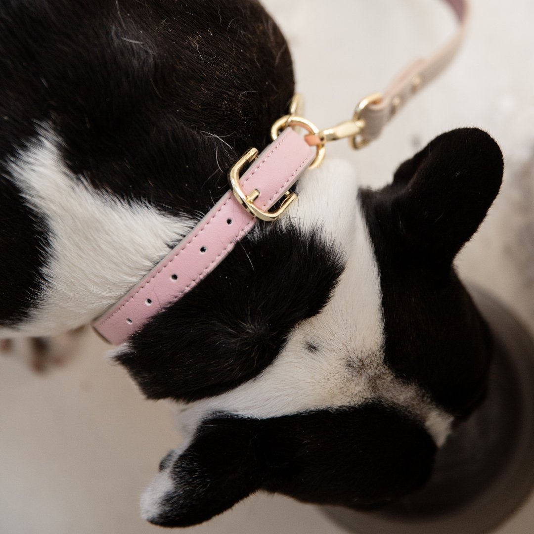 Air Tag Enabled - Leather Dog Collar