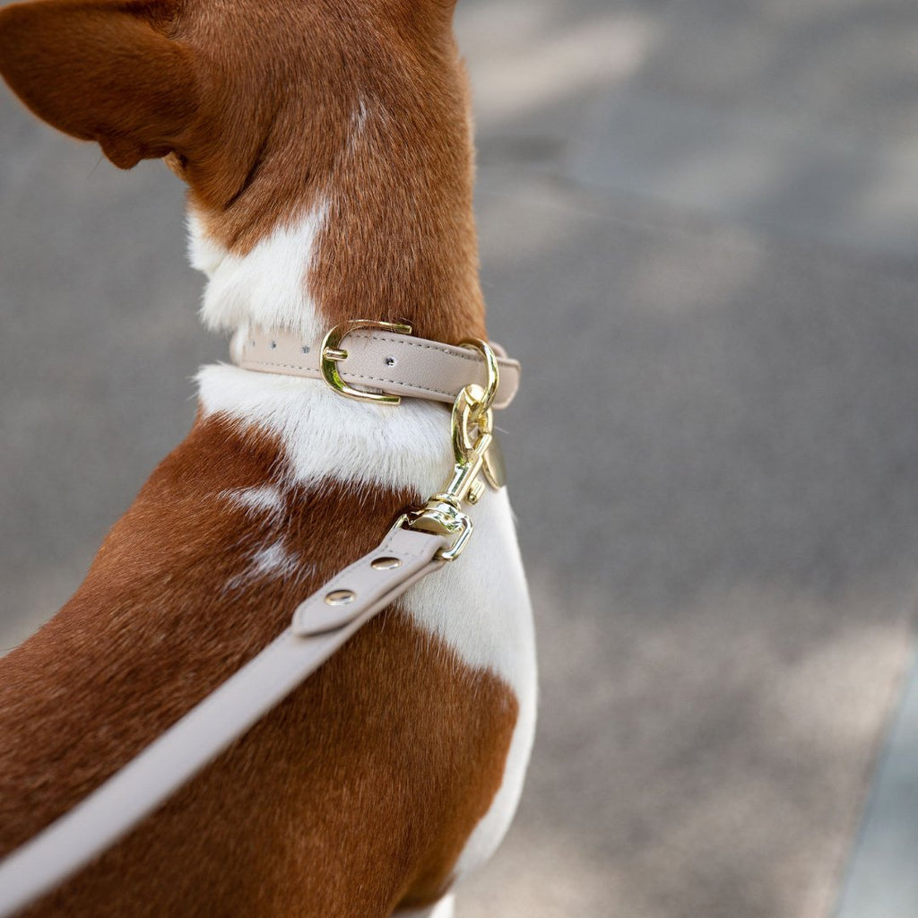 Air Tag Enabled - Leather Dog Collar