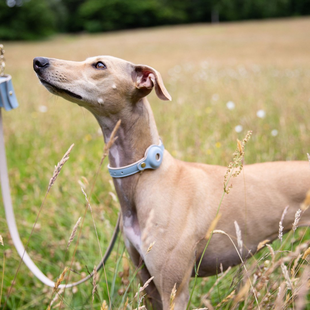 Air Tag Enabled - Leather Dog Collar