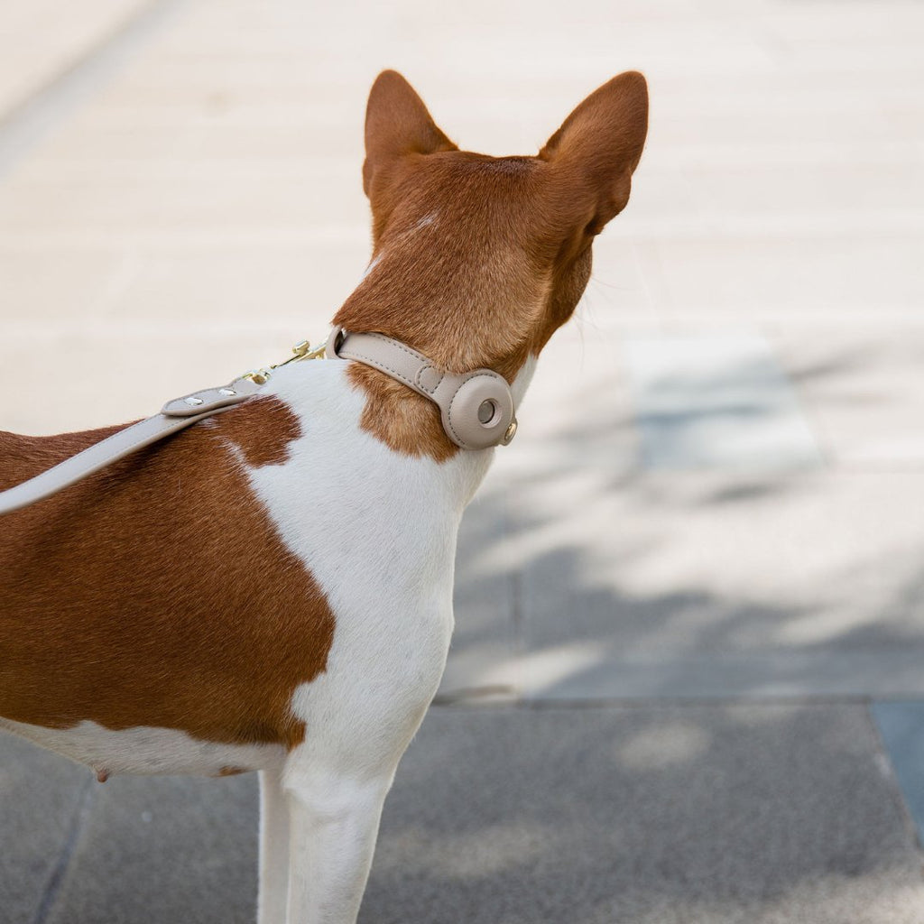Air Tag Enabled - Leather Dog Collar