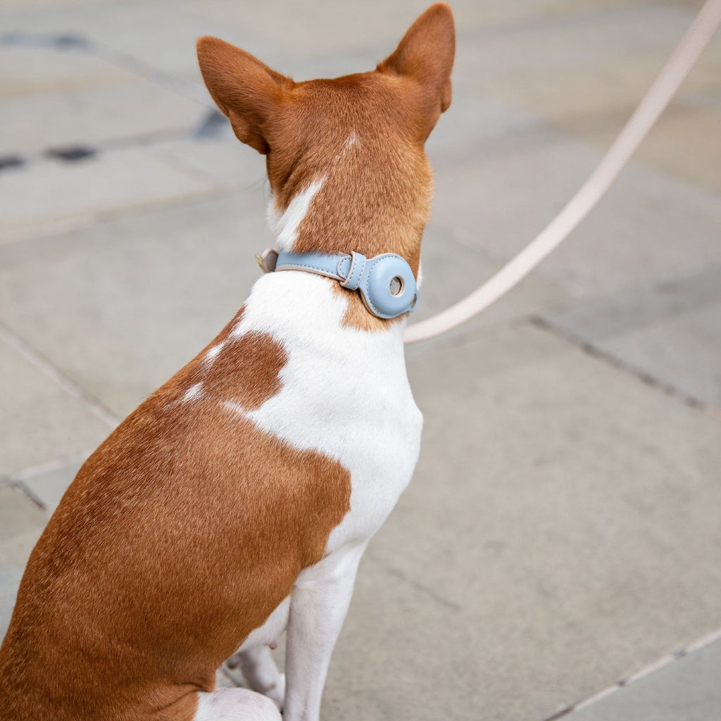 Air Tag Enabled - Leather Dog Collar
