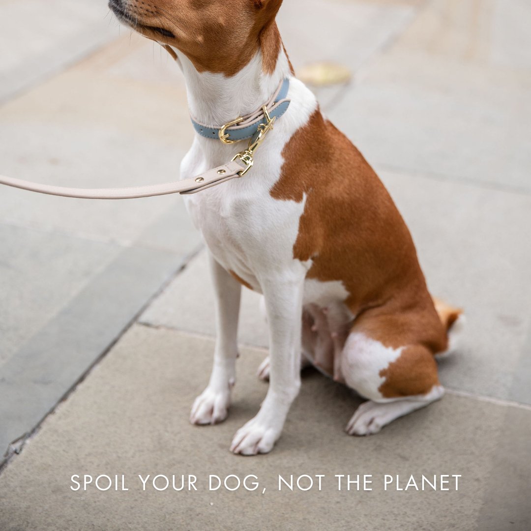 Air Tag Enabled - Leather Dog Collar