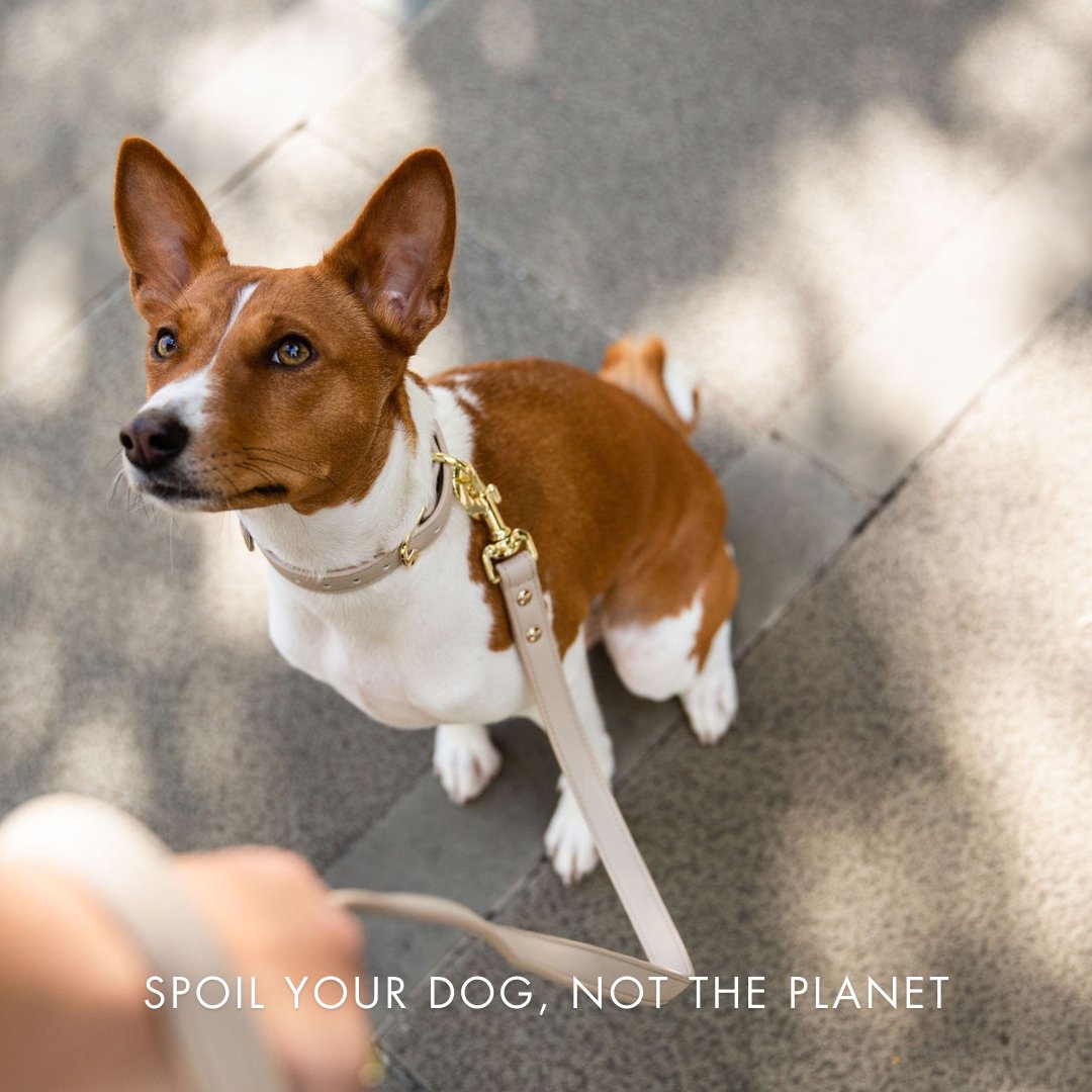 Air Tag Enabled - Leather Dog Collar
